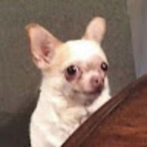 Meet your Posher, Steven